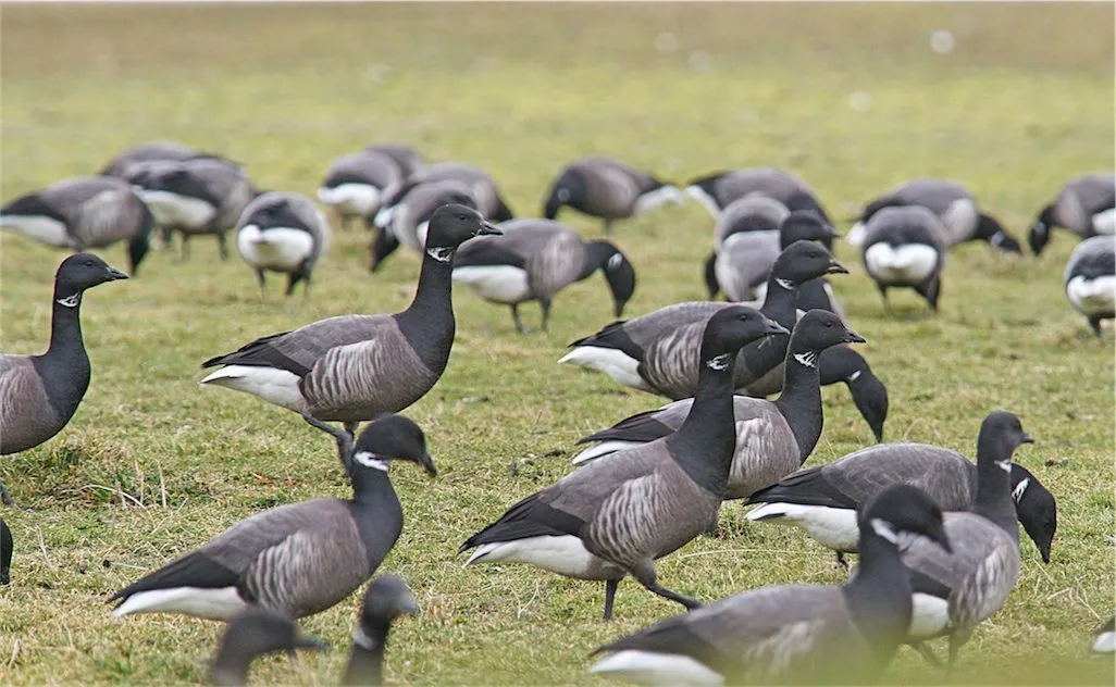Rotgans-Branta_bernicla-032-Horntje-28-02-09.webp