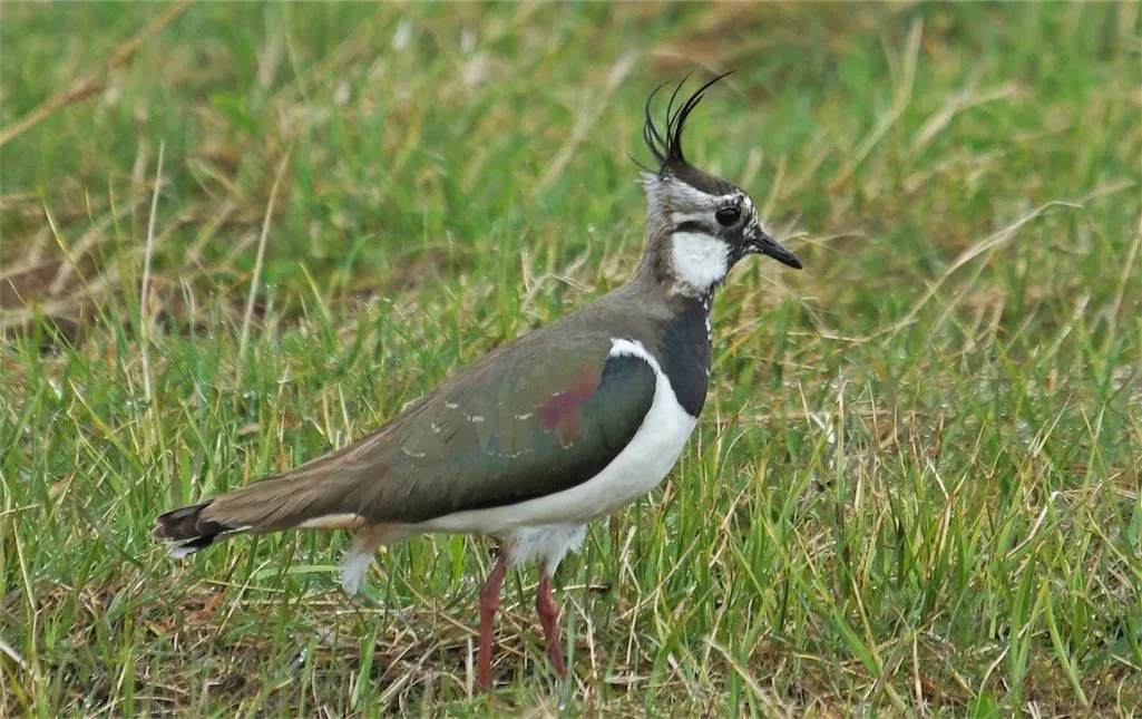Kievit-Vanellus_vanellus-129-Jan_Ayeslag-28-04-2013.webp
